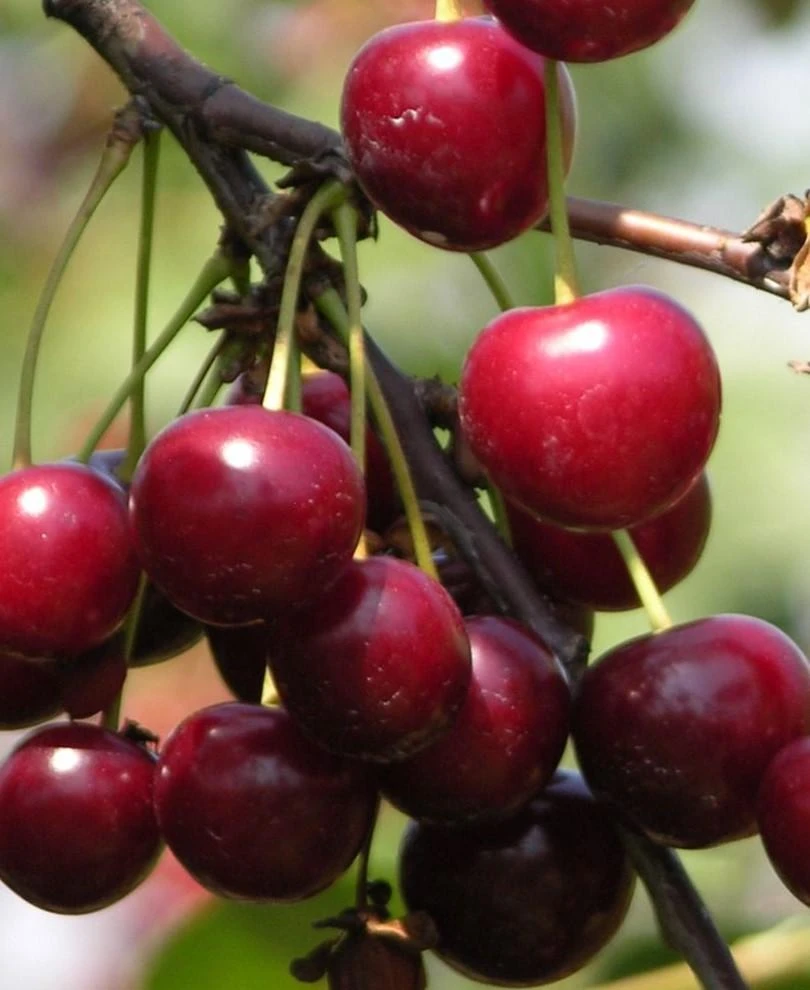 English Morello Cherry 1 English Morello Cherry