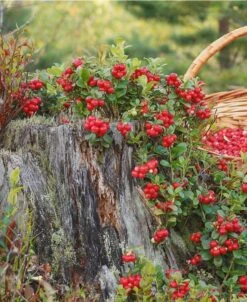 Arctic Blast Lingonberry Bundle (6 Plants)