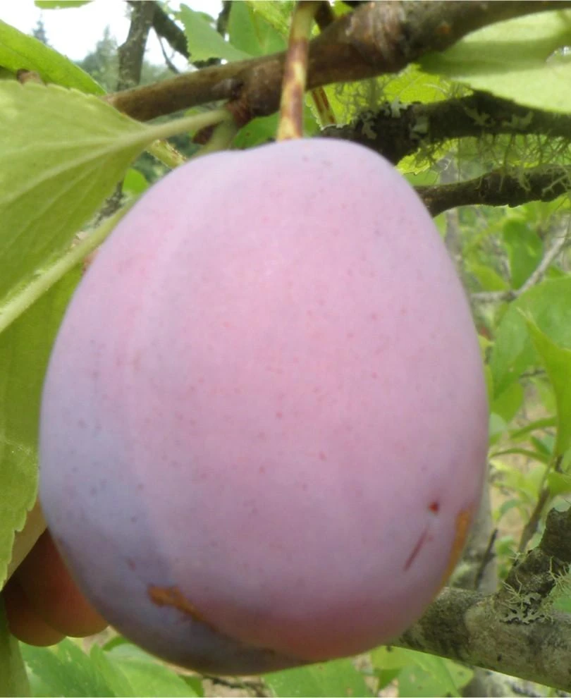 Ersinger European Plum 1 Ersinger European Plum