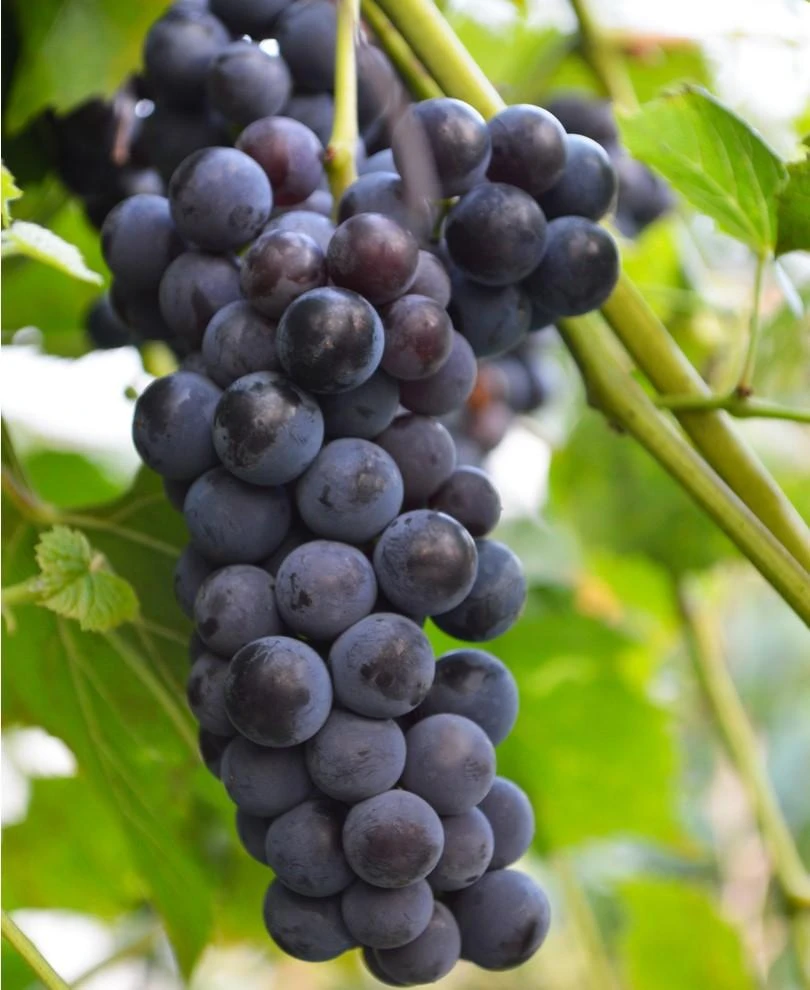 Faith Seedless Grape 1 Faith Seedless Grape