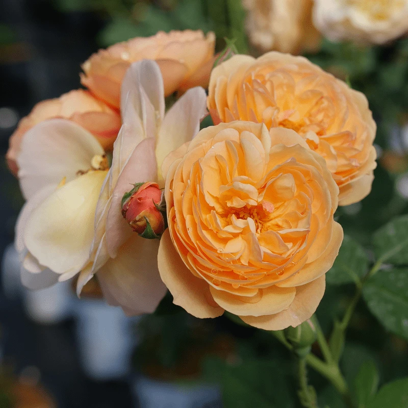 FLAVORETTE™ Honey-Apricot Rose 1 FLAVORETTE™ Honey-Apricot Rose