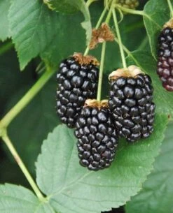 Galaxy Thornless Blackberry