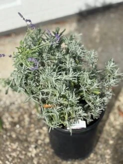 Alpha Hidcote Blue Lavender