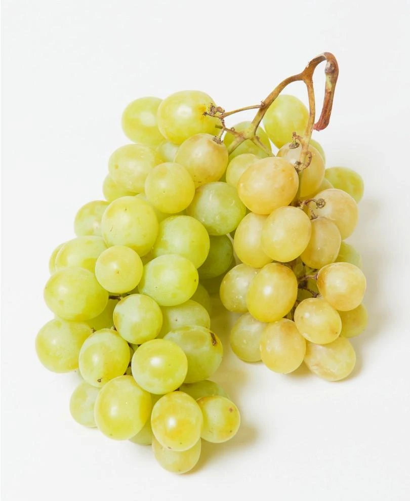 Himrod Seedless Grape 1 Himrod Seedless Grape
