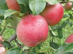 Wolf River Apple 5 Wolf River Apple -RAINTREE NURSERY httpraintreenursery.netpa720s wolfriver1 cc2662c6 b61b 4ab0 b8a8 42e171eb72fb 1