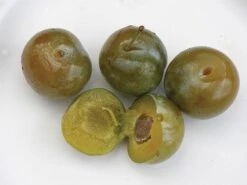 Reine Claude Doree European Plum