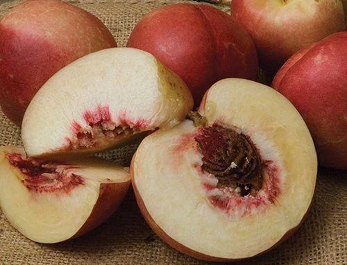 Spice Zee NectaPlum™ 1 Spice Zee NectaPlum™