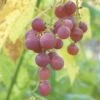 Hungarian Seedless Grape