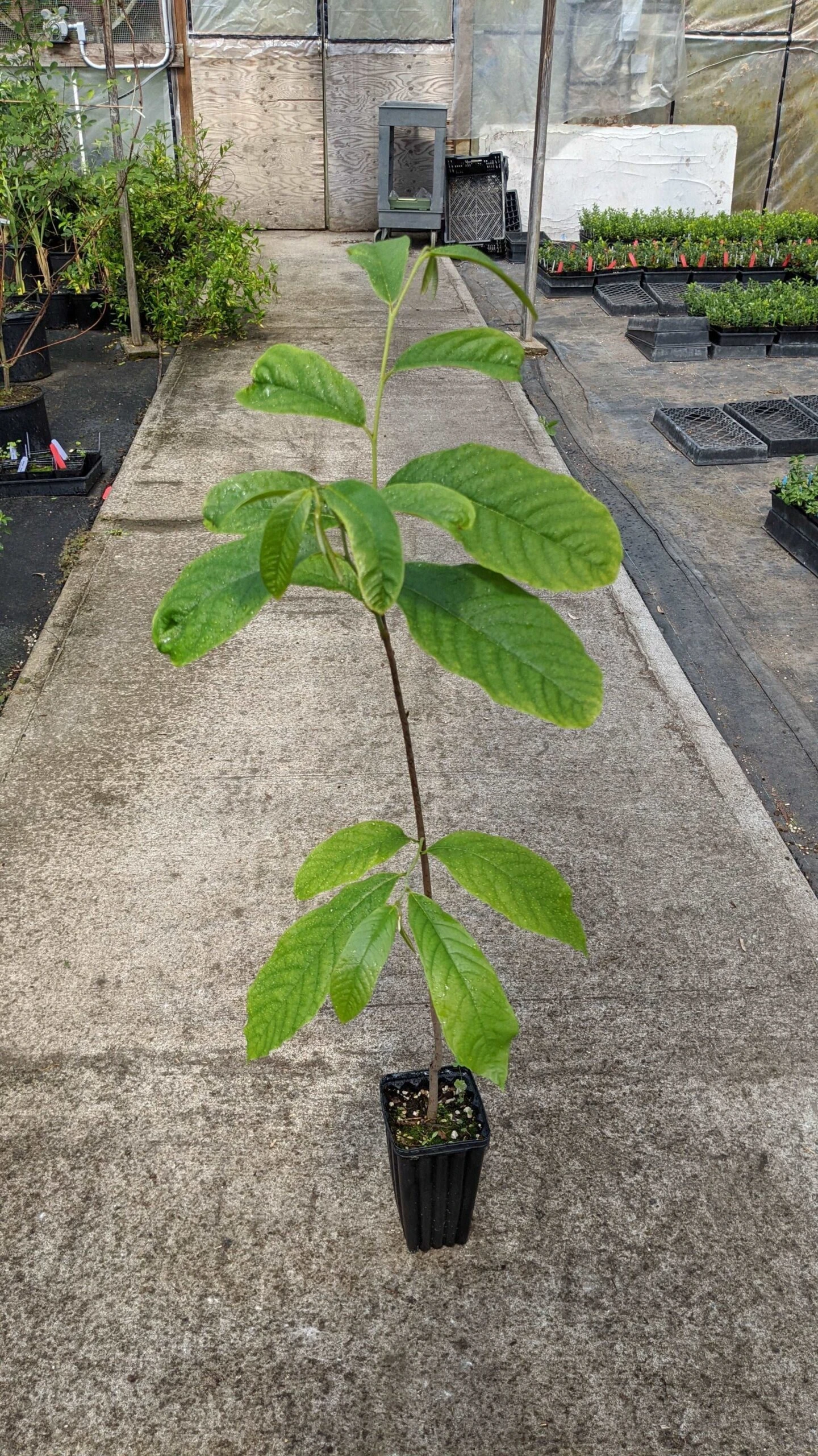 Paw Paw Seedling 1 Paw Paw Seedling