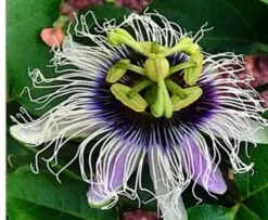 Possum Purple Passiflora
