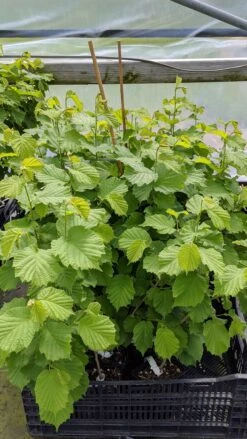 The Beast™ Filbert