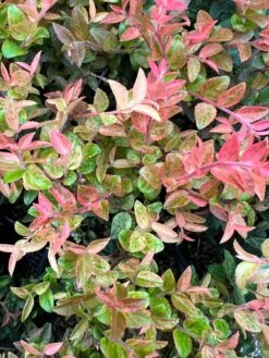 Alpha Cascade Sunburst™ Huckleberry