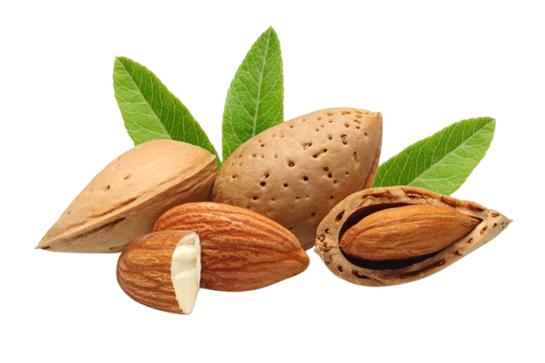 RAINTREE NURSERY -RAINTREE NURSERY image removebg preview 46