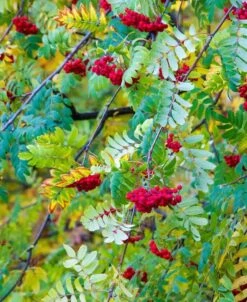 Ivan's Belle Mountain Ash