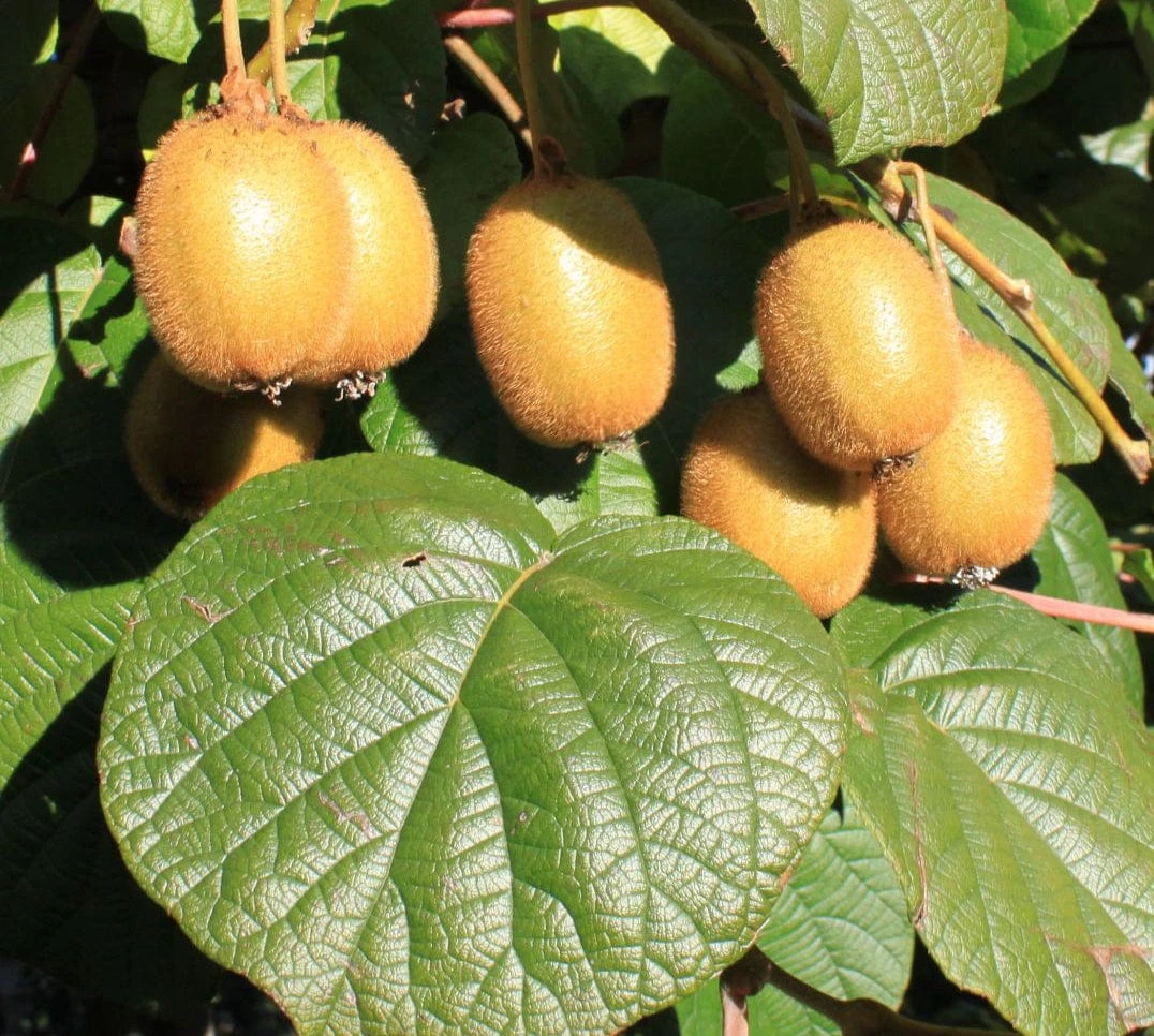 Alpha Jenny Self-Fertile Fuzzy Kiwi 1 Alpha Jenny Self-Fertile Fuzzy Kiwi