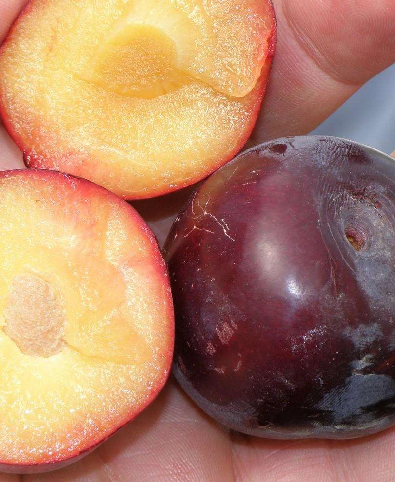 Kuban Delight Asian Plum 1 Kuban Delight Asian Plum