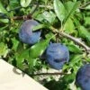 Kirke's Blue European Plum