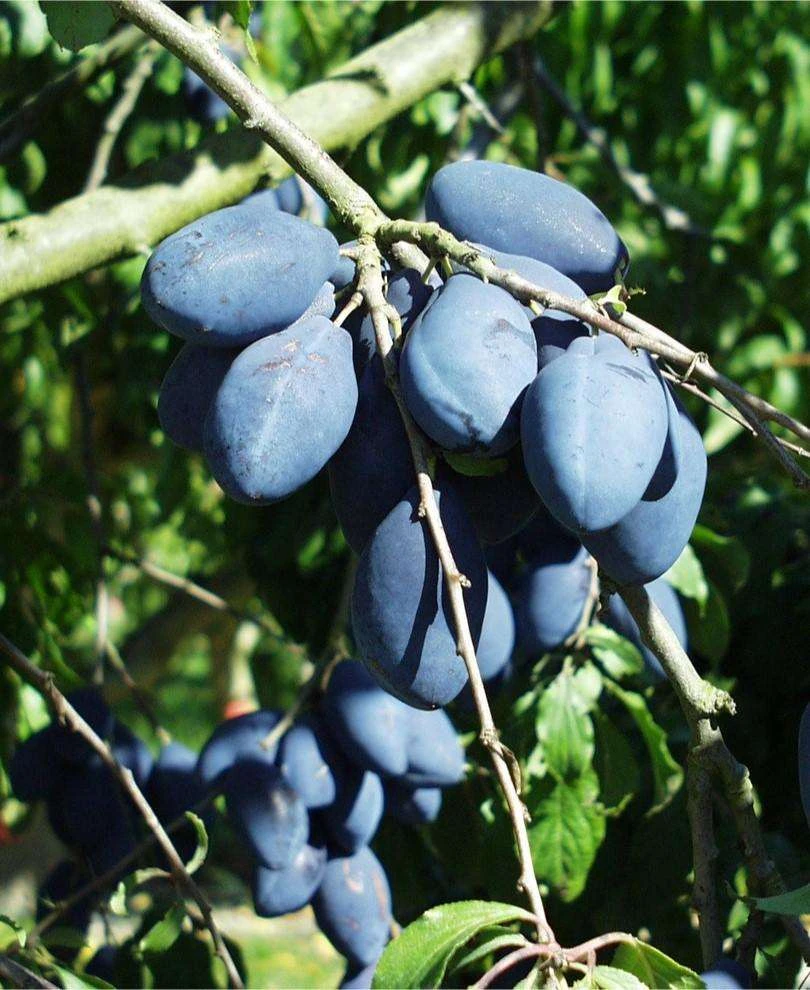 Long John European Plum 1 Long John European Plum