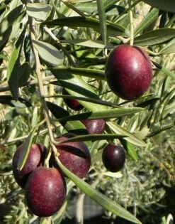 Maurino Olive