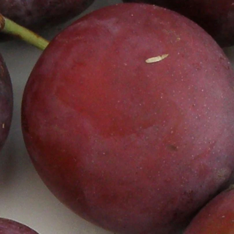 Monsieur Hatif European Plum 1 Monsieur Hatif European Plum