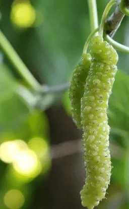 Pakistan White Fruiting Mulberry 1 Pakistan White Fruiting Mulberry