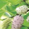 White Fruiting Mulberry