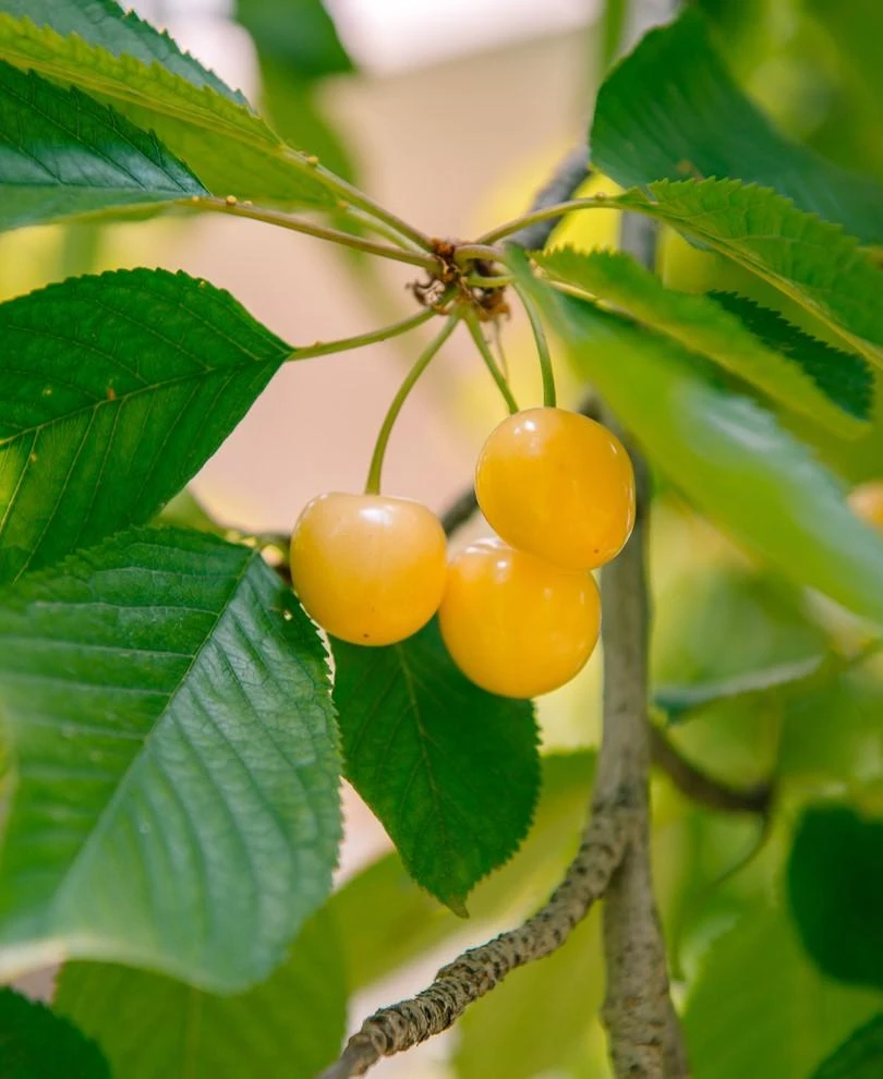 Nugent Cherry 1 Nugent Cherry