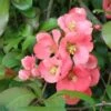 Old Homestead Flowering Quince