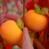 Oriole™ Persimmon