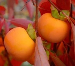 Oriole™ Persimmon