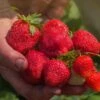 Ozark Strawberry Bundle (2 Packs)