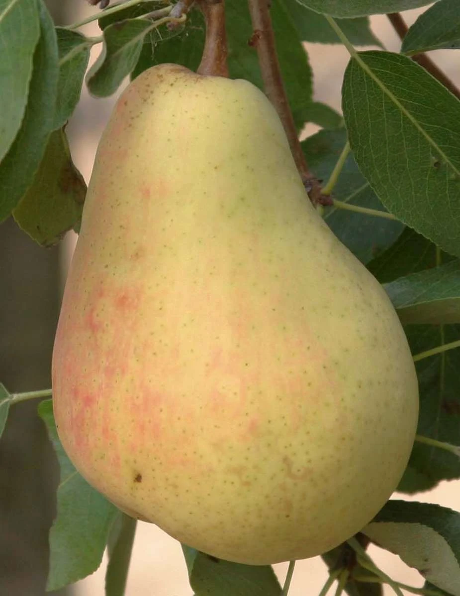 Butirra Precoce Morettini European Pear 1 Butirra Precoce Morettini European Pear