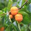 Prairie Star® American Persimmon