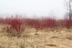 Red Osier Dogwood
