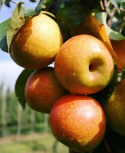 Reddy Robin® Asian Pear