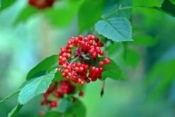 Red Elderberry