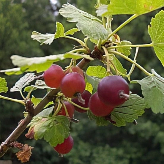 Red Jostaberry 1 Red Jostaberry