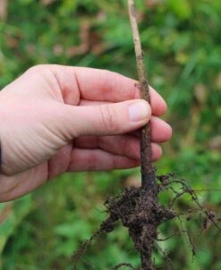 Geneva® 41 Apple Rootstock