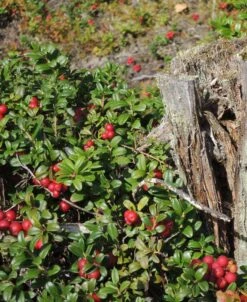 Arctic Blast Lingonberry Bundle (6 Plants) -RAINTREE NURSERY scarlet lingonberry 1 c7483107 ee5c 4f73 8f59 89ba0ebf6214