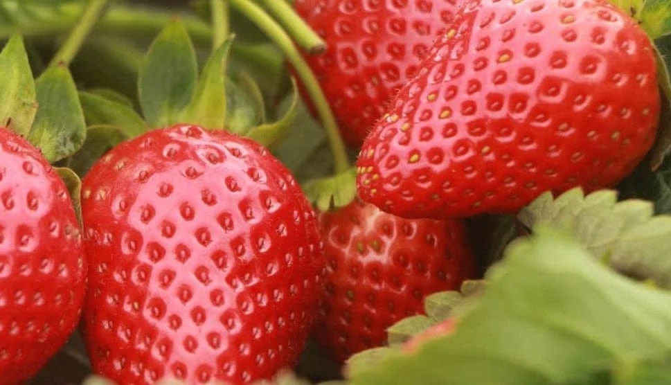 Sequoia Strawberry 1 Sequoia Strawberry