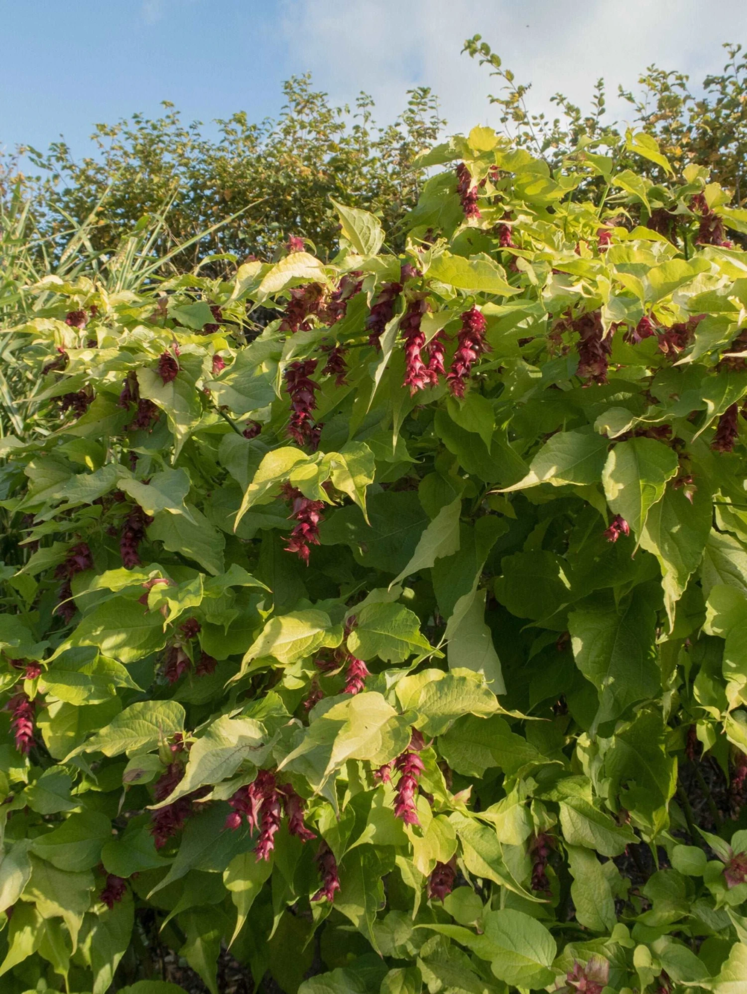 Golden Lanterns 1 Golden Lanterns