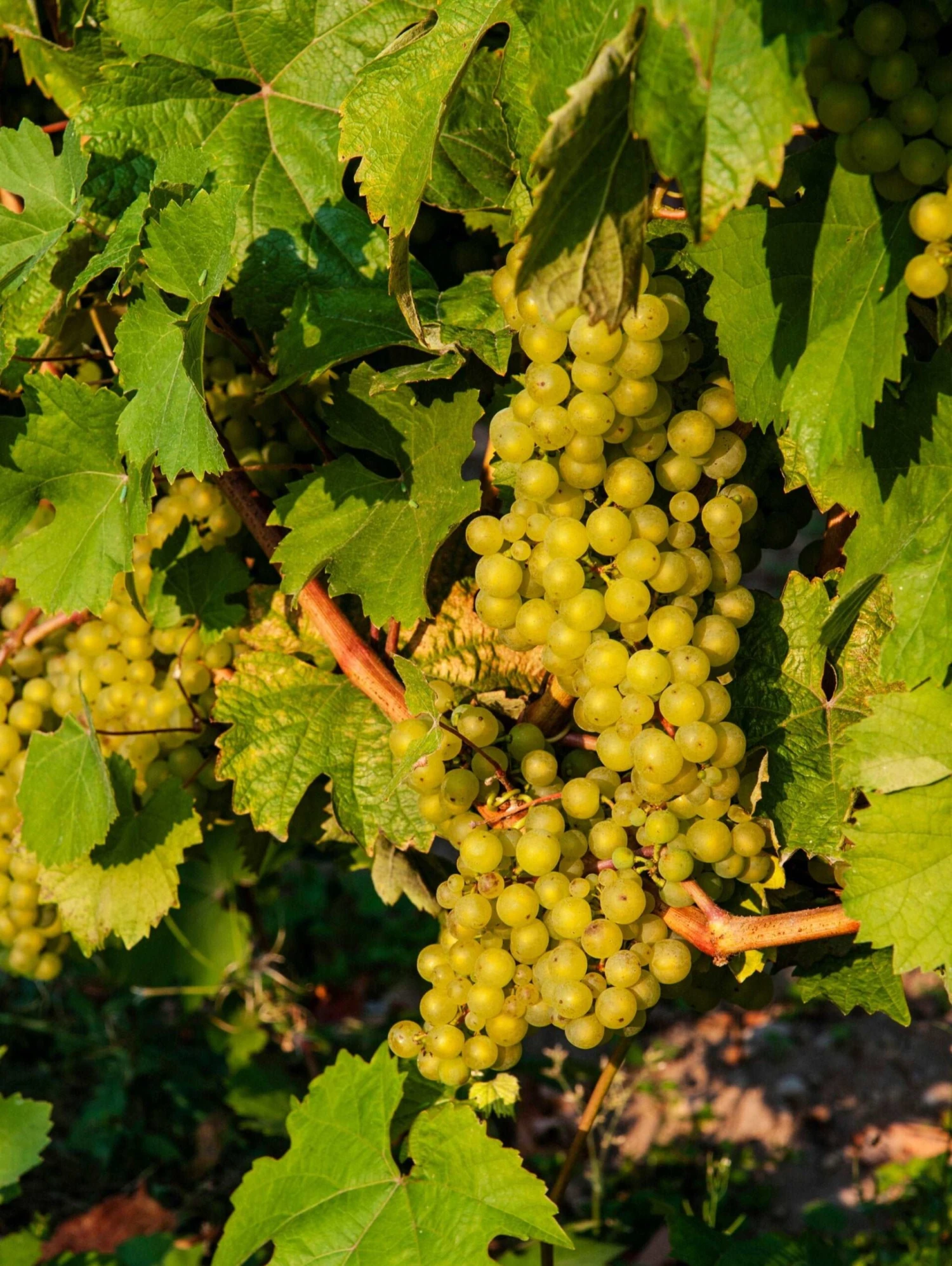 Madeleine Angevine Grape 1 Madeleine Angevine Grape