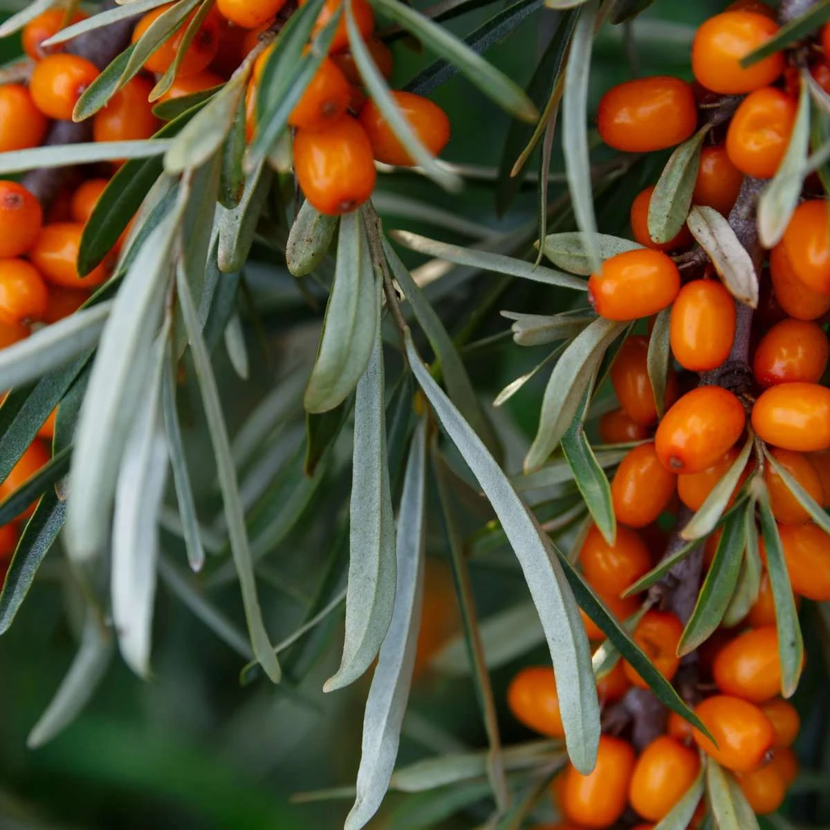 Sirola™ Seaberry 1 Sirola™ Seaberry