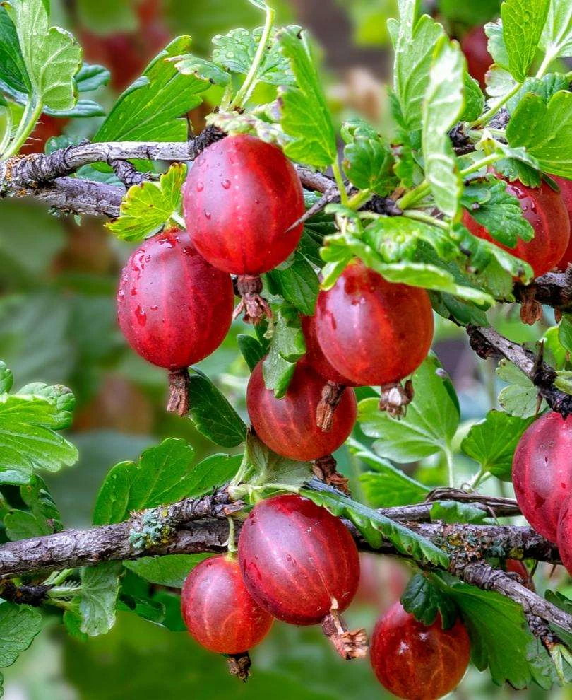 Tixia Gooseberry 1 Tixia Gooseberry
