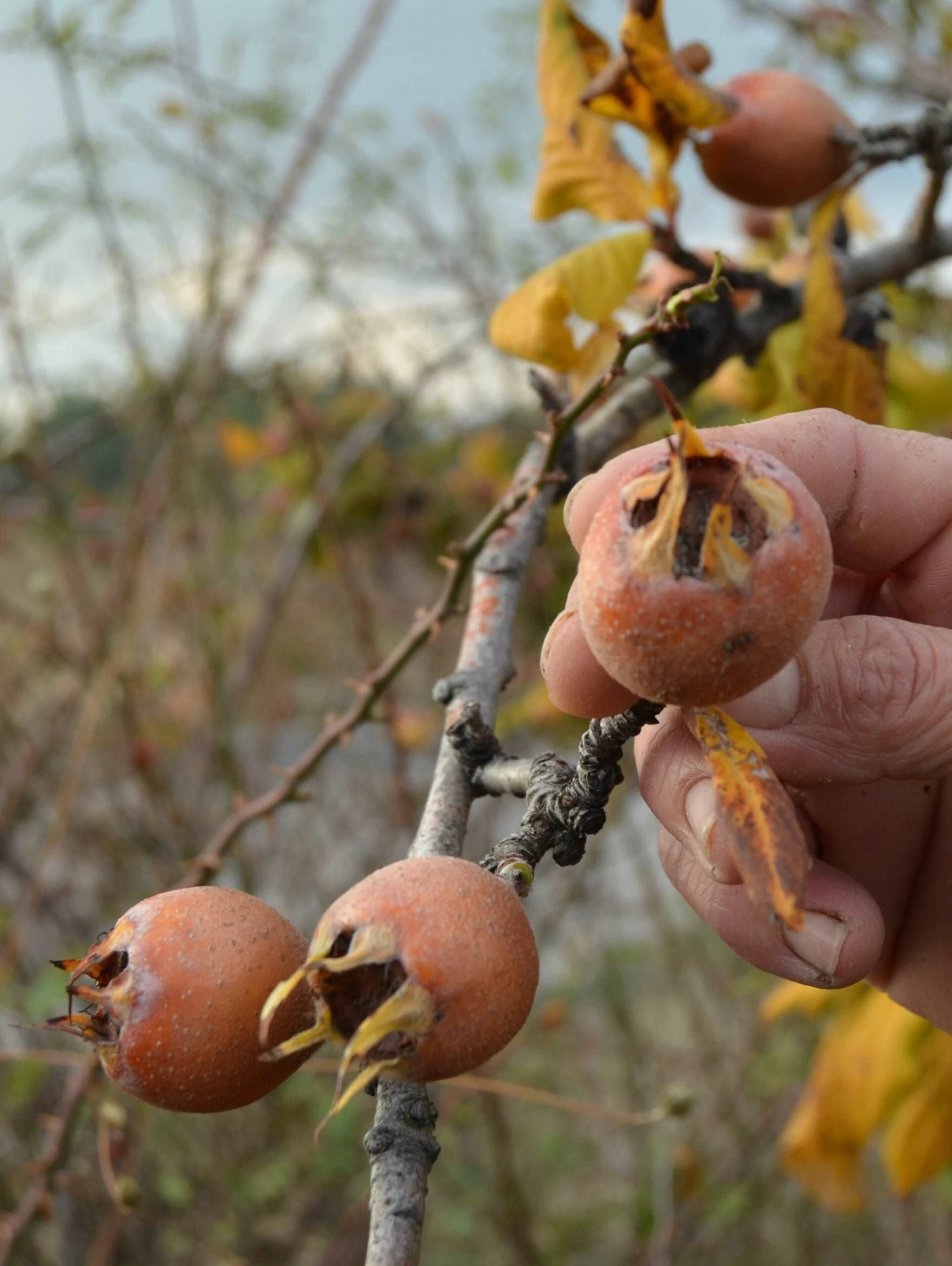 Pucia Super Mol Medlar 1 Pucia Super Mol Medlar
