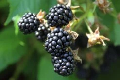 Olympic Berry -RAINTREE NURSERY shutterstock 372034399 1