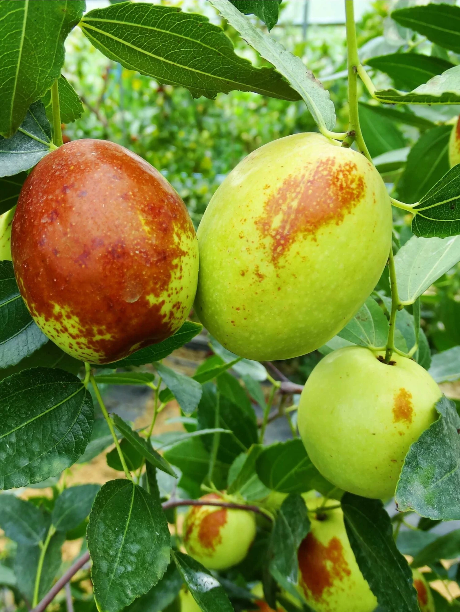 Honey Jar Jujube 1 Honey Jar Jujube