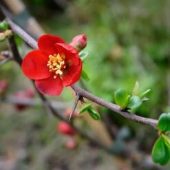 Crimson And Gold Flowering Quince