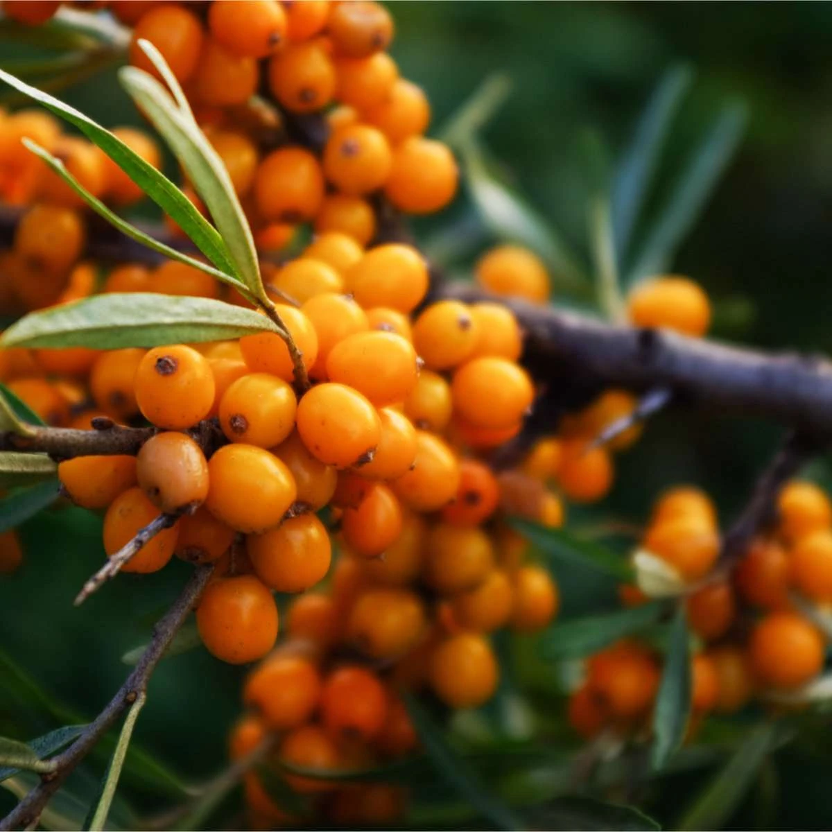 Askola™ Seaberry Female 1 Askola™ Seaberry Female