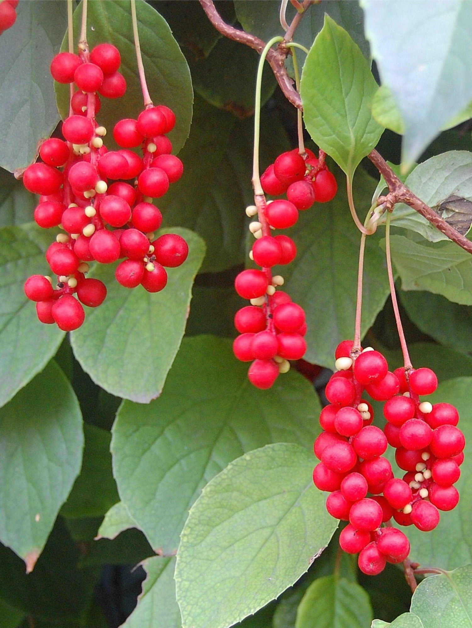 Eastern Prince ™ Magnolia Vine 1 Eastern Prince ™ Magnolia Vine